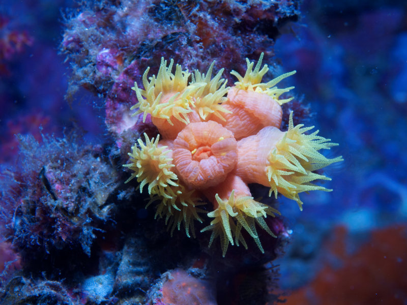 Polyp